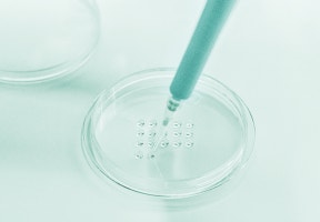 Two petri dishes with with bacterial culture being placed in one for examination.